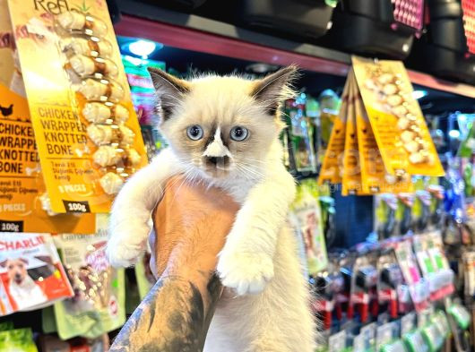 Safkan Irk Garanti̇li̇ - Sertfi̇kali - Ragdoll Bebekler görsel
