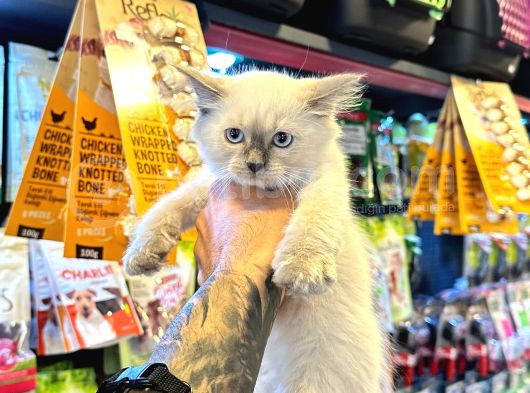 Safkan Irk Garanti̇li̇ - Sertfi̇kali - Ragdoll Bebekler görsel