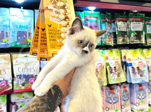 Safkan Irk Garanti̇li̇ - Sertfi̇kali - Ragdoll Bebekler görsel