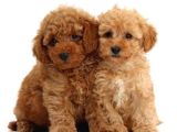 Kahve tonlu mini boy puppy sevimli yavrular MALTİPO CİNSİ 