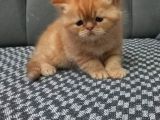 Egzotic Shortahair 2 Tane Prensime Aile Aranıyor