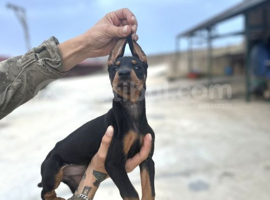 King Doberman Yavruları görsel
