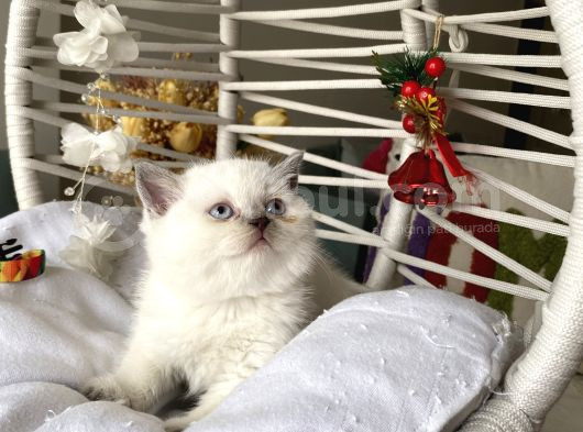 Safkan Sağlıkkı Oyuncu görsel