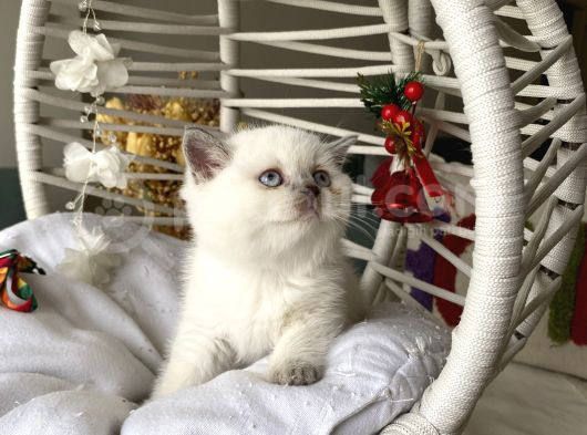 Safkan Sağlıkkı Oyuncu görsel