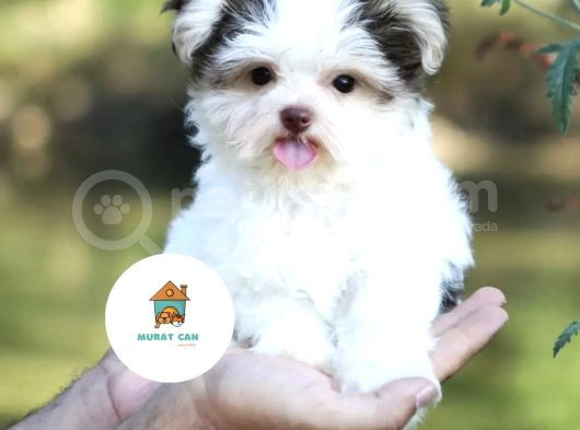Üst Düzey Morkie Yavrularımız