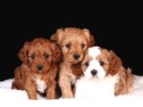 Kahve Tonlu Mini Boy Puppy Sevimli Yavrular Malti̇po Ci̇nsi̇ 
