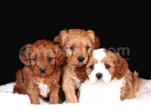Kahve Tonlu Mini Boy Puppy Sevimli Yavrular Malti̇po Ci̇nsi̇  görsel