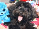 Poodle anne kore maltese baba orjinal Maltipoo