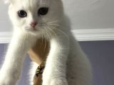British Shorthair Scottish Fold Dişi Beyaz
