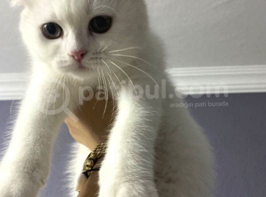 British Shorthair Scottish Fold Dişi Beyaz görsel