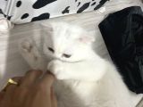 British Shorthair Scottish Fold Dişi Beyaz