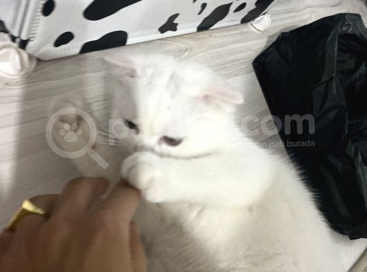 British Shorthair Scottish Fold Dişi Beyaz görsel
