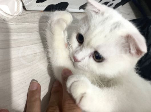 British Shorthair Scottish Fold Dişi Beyaz