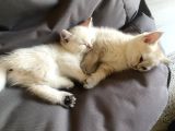Saf British Shorthair