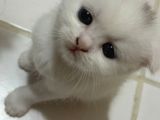 British Shorthair Scottish Fold Dişi Beyaz