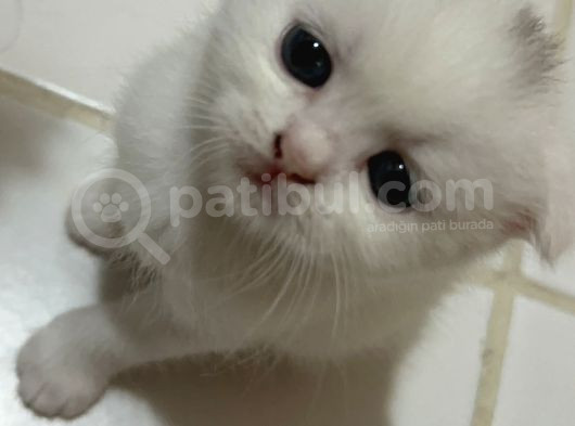 British Shorthair Scottish Fold Dişi Beyaz görsel