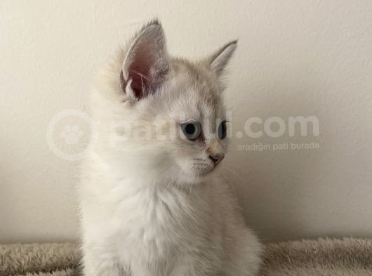 Saf British Shorthair görsel