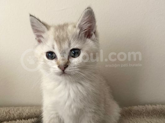 Saf British Shorthair görsel