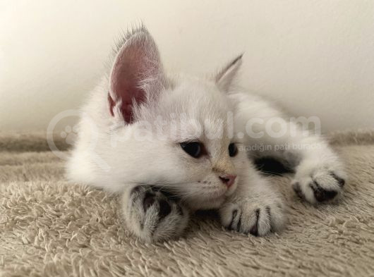 Saf British Shorthair