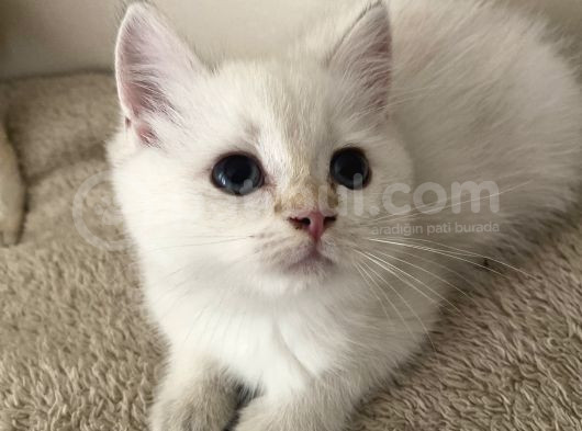 Saf British Shorthair görsel