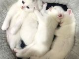 British Shorthair Scottish Fold Dişi Beyaz