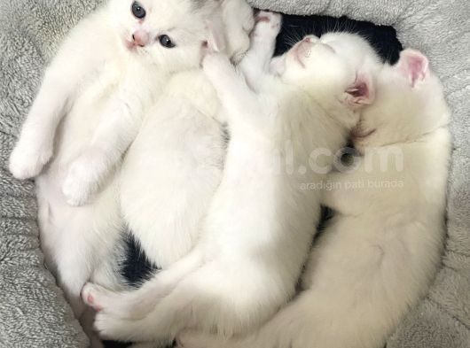 British Shorthair Scottish Fold Dişi Beyaz görsel