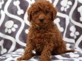 Tooy Poodle Cinsi Yavrular Dişi Erkek Mevcuttur 
