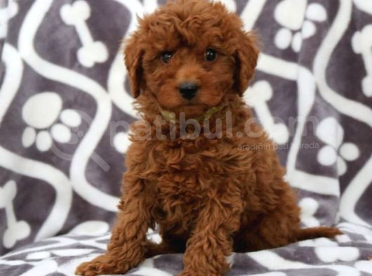Tooy Poodle Cinsi Yavrular Dişi Erkek Mevcuttur  görsel
