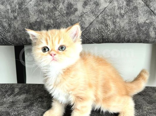 Biblo Bebeklerim Yeni Yuvalarını Arıyorlar