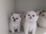 British Shorthair Erkek Kardesler