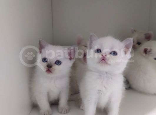 British Shorthair Erkek Kardesler görsel