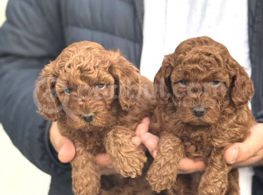 Toy Poodle Di̇şi̇ Erkek Red Brown Yaveular