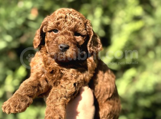 Toy Poodle Di̇şi̇ Erkek Red Brown Yaveular görsel
