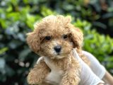 Sıfır Numara Poodle Yavrularım