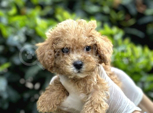 Sıfır Numara Poodle Yavrularım görsel