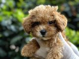 Sıfır Numara Poodle Yavrularım