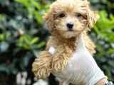 Sıfır Numara Poodle Yavrularım