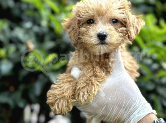 Sıfır Numara Poodle Yavrularım görsel