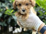 Sıfır Numara Poodle Yavrularım