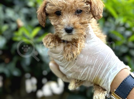 Sıfır Numara Poodle Yavrularım görsel