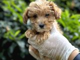 Sıfır Numara Poodle Yavrularım