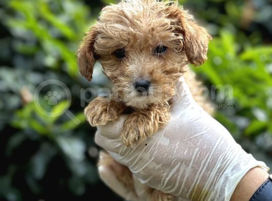 Sıfır Numara Poodle Yavrularım görsel