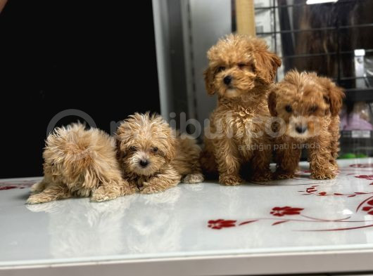 Sıfır Numara Poodle Yavrularım görsel
