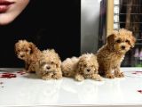 Sıfır Numara Poodle Yavrularım