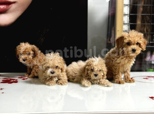 Sıfır Numara Poodle Yavrularım görsel