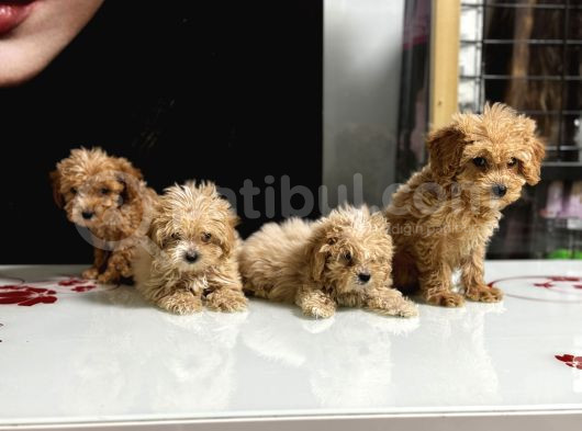 Sıfır Numara Poodle Yavrularım