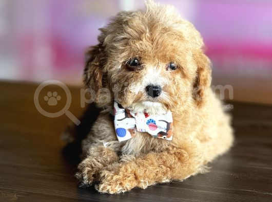 Mükemmel Poodle Yavrularım görsel