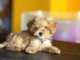 Mükemmel Poodle Yavrularım