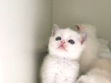 British Shorthair Erkek Kardesler