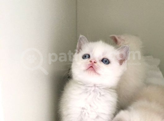 British Shorthair Erkek Kardesler görsel